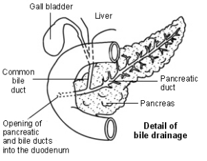 pancreas-bile-drainage