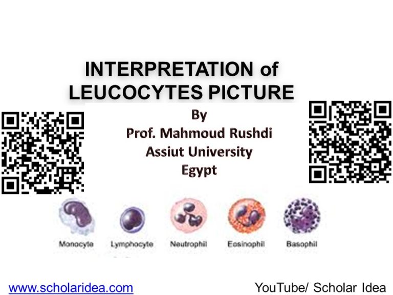leukocytes